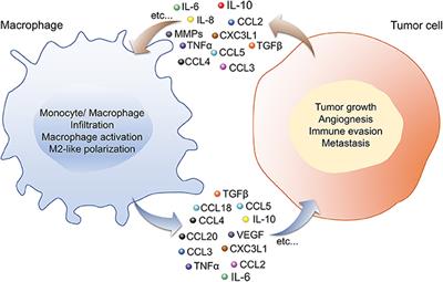 Macrophage and Tumor Cell Cross-Talk Is Fundamental for Lung Tumor Progression: We Need to Talk